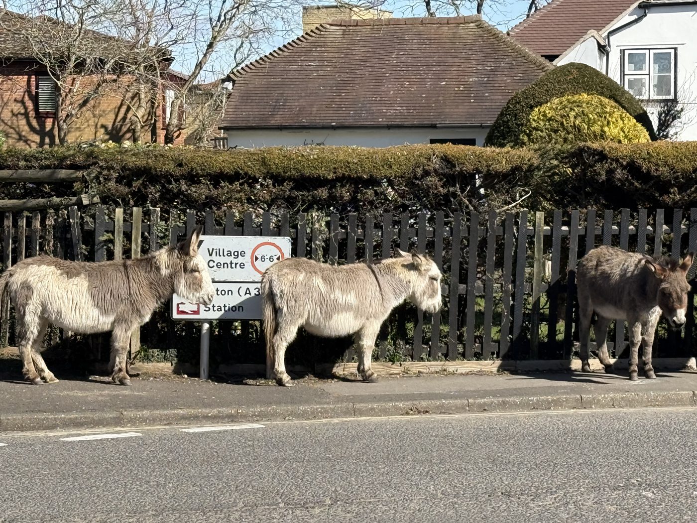New Forest donkeys roaming free beside a village road, Hampshire